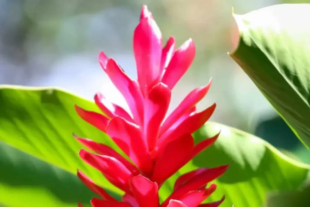 Ginger: The Root of Sacred Fire
