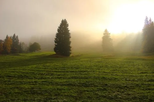 Living in the Divine Field - Mysticism in Life