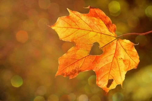 From Mind to Heart: Integrating Insights into Life - Mysticism in Action