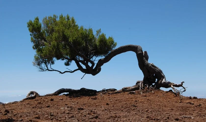 Contemplation in Daily Life: Perceiving Reality Instead of Pursuing Ideals